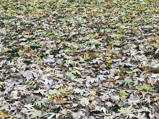 sonbahar yaprakları dokusu