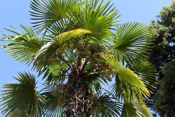 palmtree