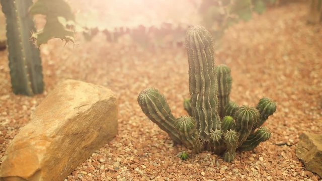 Cactusa at desert