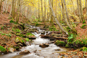 Fototapeta na wymiar Stream in beech forest in a golden autumn in the Carpathians.