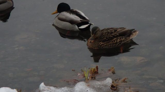 canards en hiver