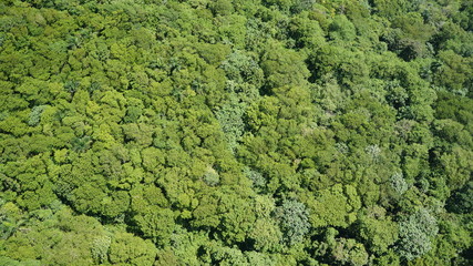 Vista aerea de árboles tropicales en el caribe