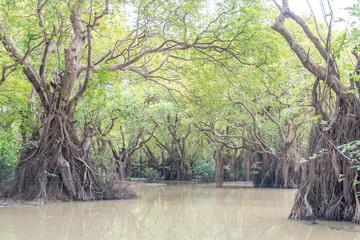 swamp forest ratargul
