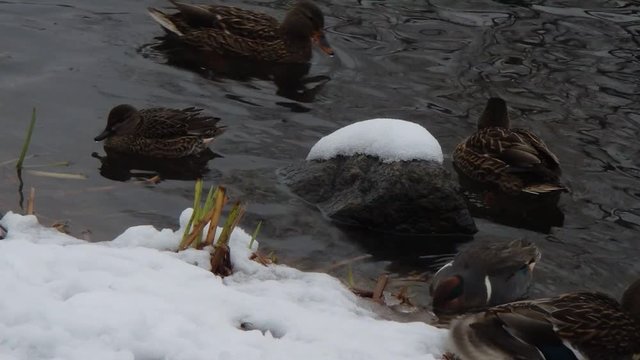 Sarcelle d'hiver