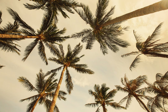 Palm trees in Summer sky on Coconut Island. Summer beach Vacation