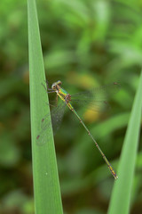 Lestes viridis - libellula su tipha