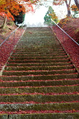 紅葉　階段　落ち葉