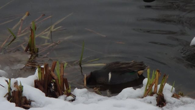 Sarcelle d'hiver