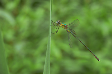 Lestes viridis - libellula su tipha
