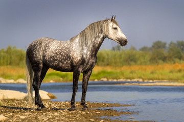 White horse standing in river
