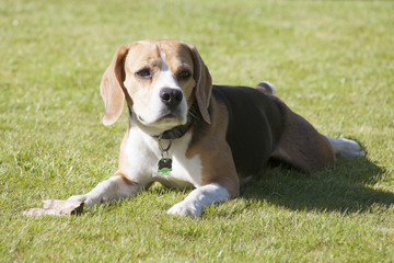 sweet beagle plays in a garden