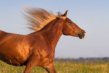Horse with long mane portrait in motion