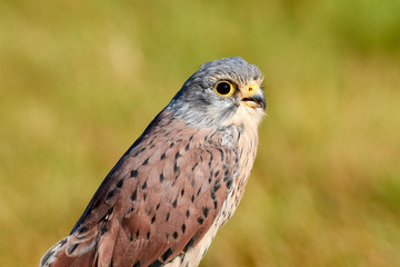 Turmfalke