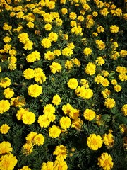 Obraz premium The Marigold fields.