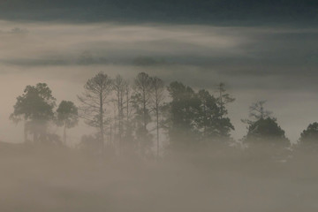 High mountain and fog in the morning, misty forest