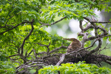 Young tiger heron in treetop nest