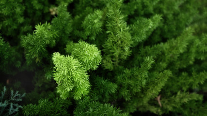 Merry Christmas tree background, nature concept