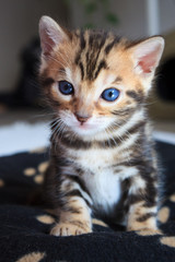 Cute bengal kitten