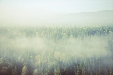 thick morning mist in coniferous forest. coniferous trees, thickets of green forest.