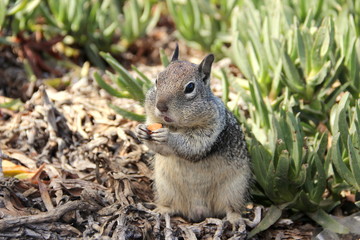 squirrel