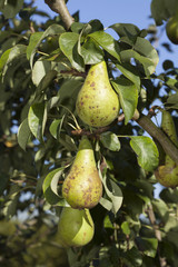 Birnen am Baum, (Pyrus), Nordrhein-Westfalen, Deutschland