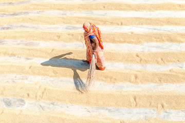 Drying paddy in the sun