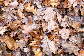 liście dębu © Robert