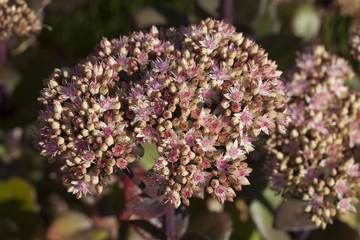 Fetthenne, (Sedum), Nordrhein-Westfalen, Deutschland