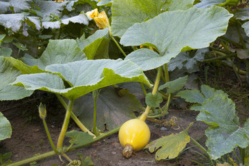 Zucchini, (Cucurbita pepo subsp. pepo convar. giromoutiina),  Nordrhein-Westfalen, Deutschland