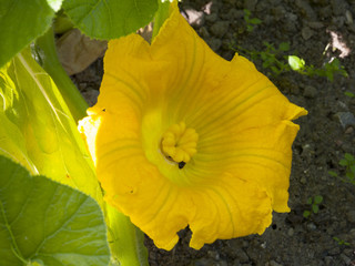 Zucchini, Blüte, (Cucurbita pepo subsp. pepo convar. giromoutiina),  Nordrhein-Westfalen,...