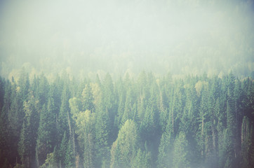 Fototapety  gęsta poranna mgła w lesie iglastym. drzewa iglaste, zarośla zielonego lasu.