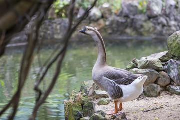 Goose standing by a serene pond in the wild