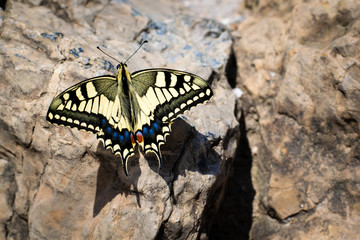Fototapeta na wymiar Yellow butterfly