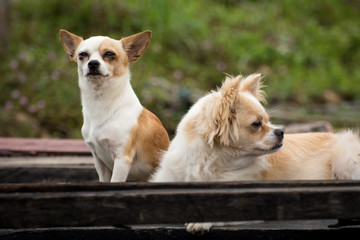 Fluffy Chow-chow puppy on wooden background