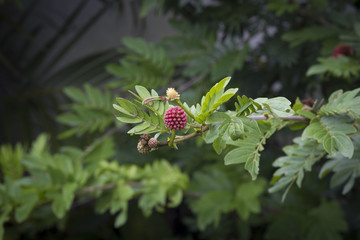 Leafy tropical plant with red berries
