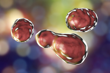 Pathogenic yeast fungus Cryptococcus neoformans which cryptococcal meningoencephalitis in patients with AIDS, 3D illustration