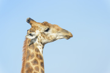 Obraz premium Giraffe (Giraffa camelopardalis) portrait, Kruger National Park, Mpumalanga, South Africa.