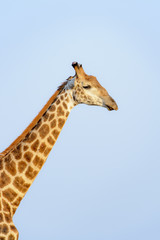 Giraffe (Giraffe camelopardalis) portrait, Kruger National Park, South Africa
