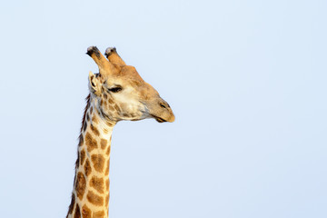Obraz premium Giraffe (Giraffe camelopardalis) portrait, Kruger National Park, South Africa
