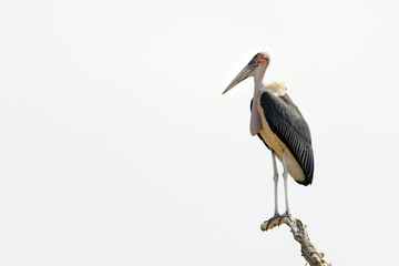 Marabou Stork (Leptoptilos crumeniferus) on branch, Kruger National Park, South Africa