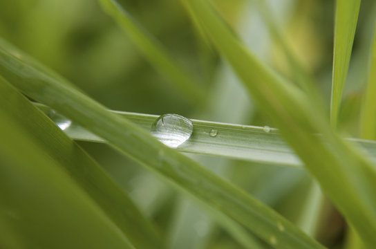 Fresh green grass with Large dew drops closeup Macro, Nature green Background