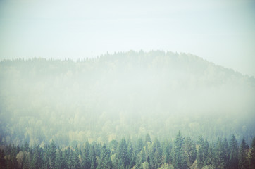 thick morning mist in coniferous forest. coniferous trees, thickets of green forest.
