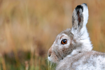 Mountain Hare portrait