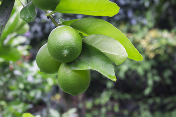Ripe limes hanging from a tree