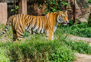 Bengal Tiger in forest