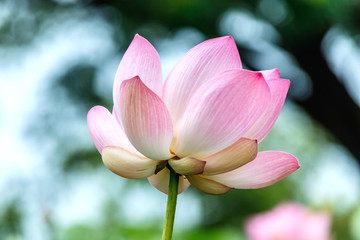 Lotus flower and Lotus flower plants