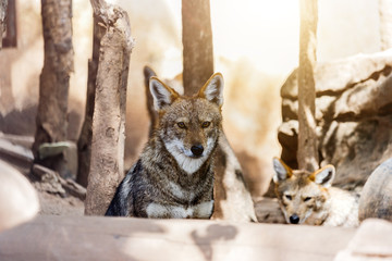 Golden Jackal in wildlife