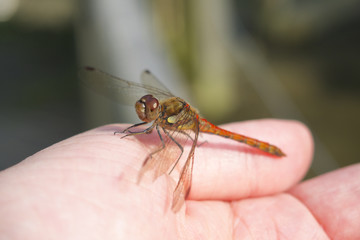 Dragon fly resting on someone's hand