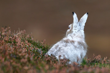 Mountain Hare back view