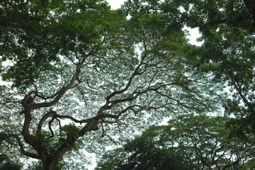 Colorful silhouette of tree branches, dense pattern.